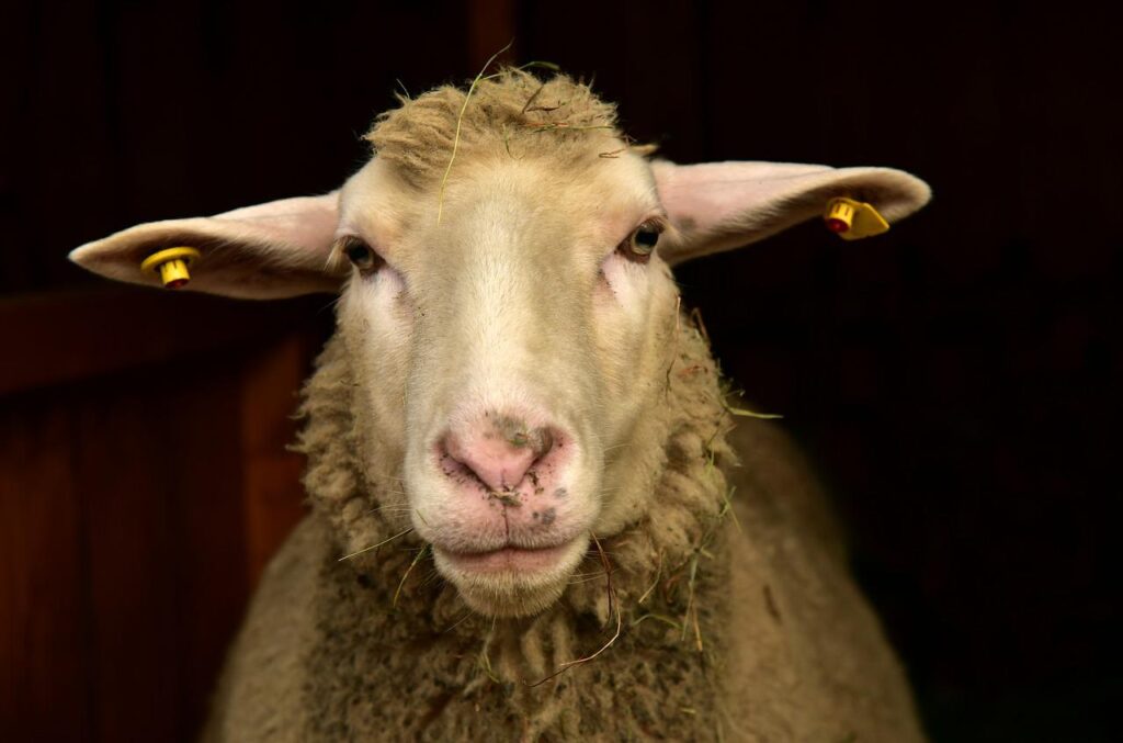 sheep, frontal, portrait-3856862.jpg